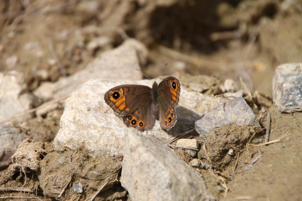 ホテル Restor Natura Malga Mondent Pracorno di Rabbi エクステリア 写真